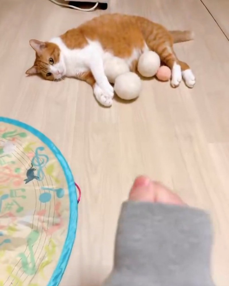 無表情な猫