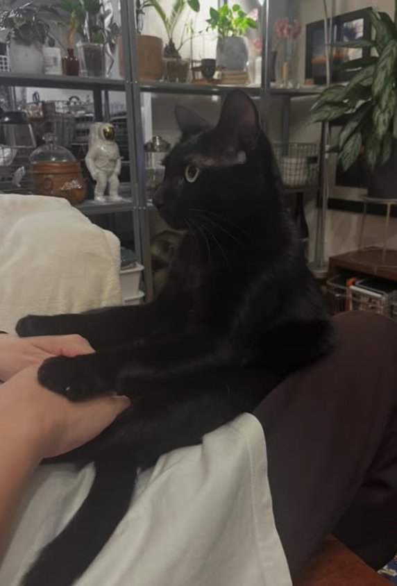 飼い主の両手の甲を押さえつける黒猫（横）