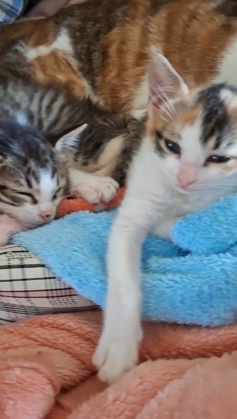 眠たそうな顔をしている2頭の子猫