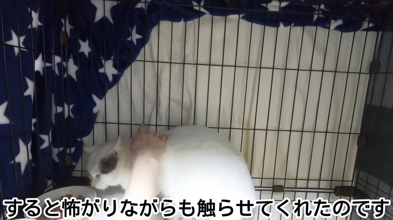 背中をなでられる猫