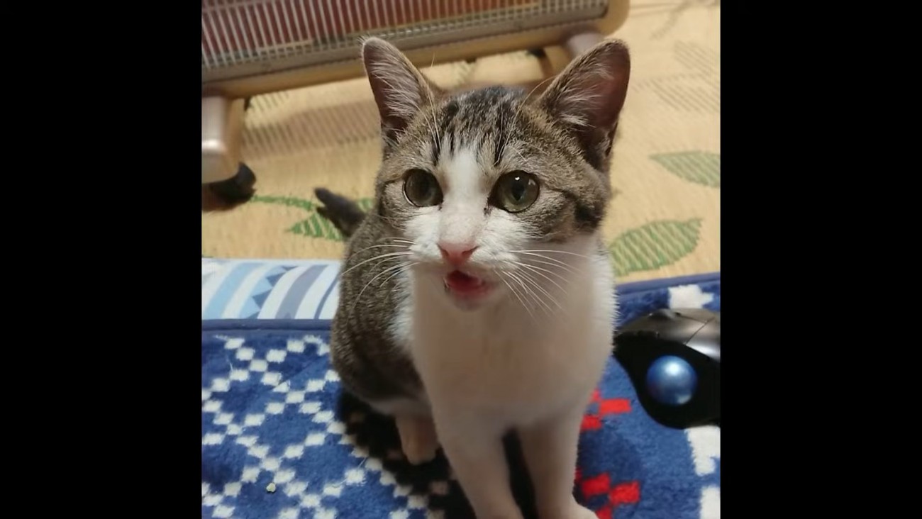 座って鳴く子猫