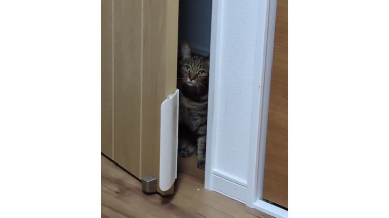 ドアの前の猫