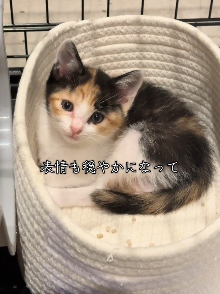 猫ベッドの中にいる子猫