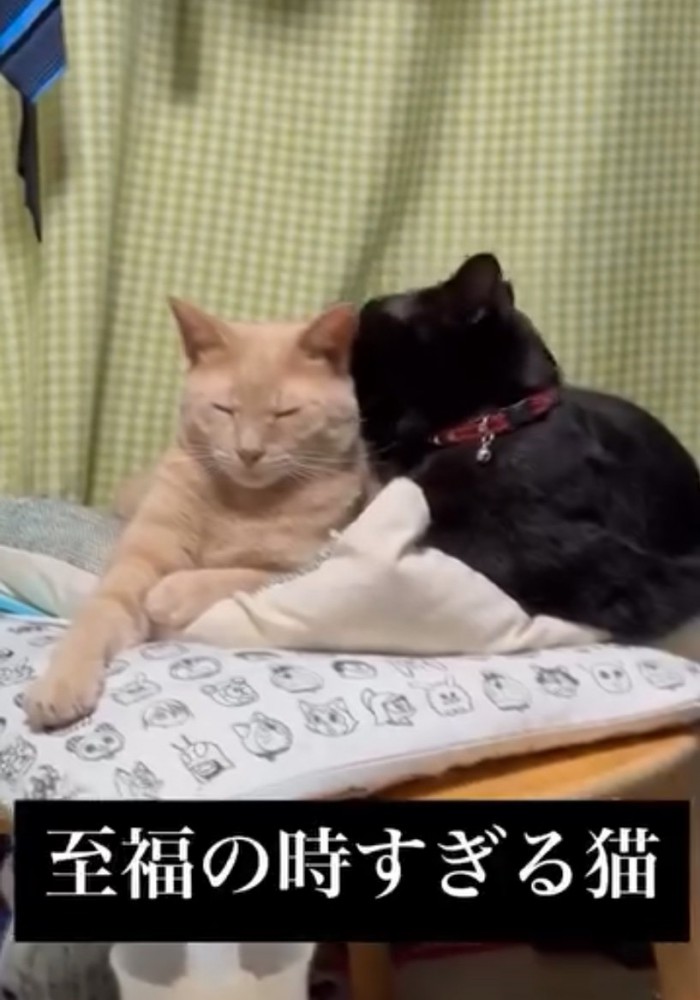 毛繕いする猫