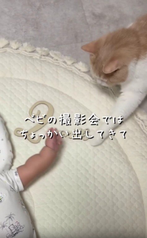 赤ちゃんの腕と猫