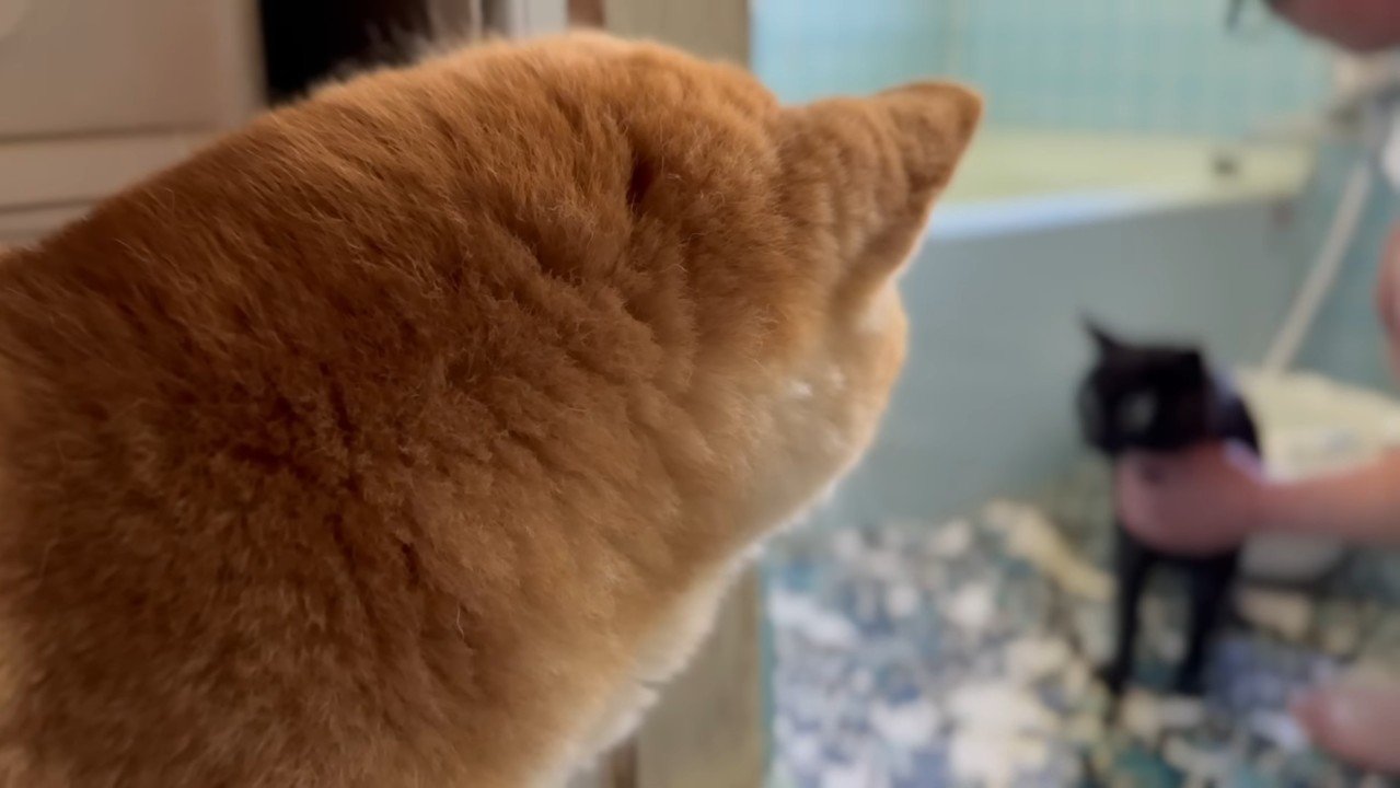 ももちゃんの後ろ姿