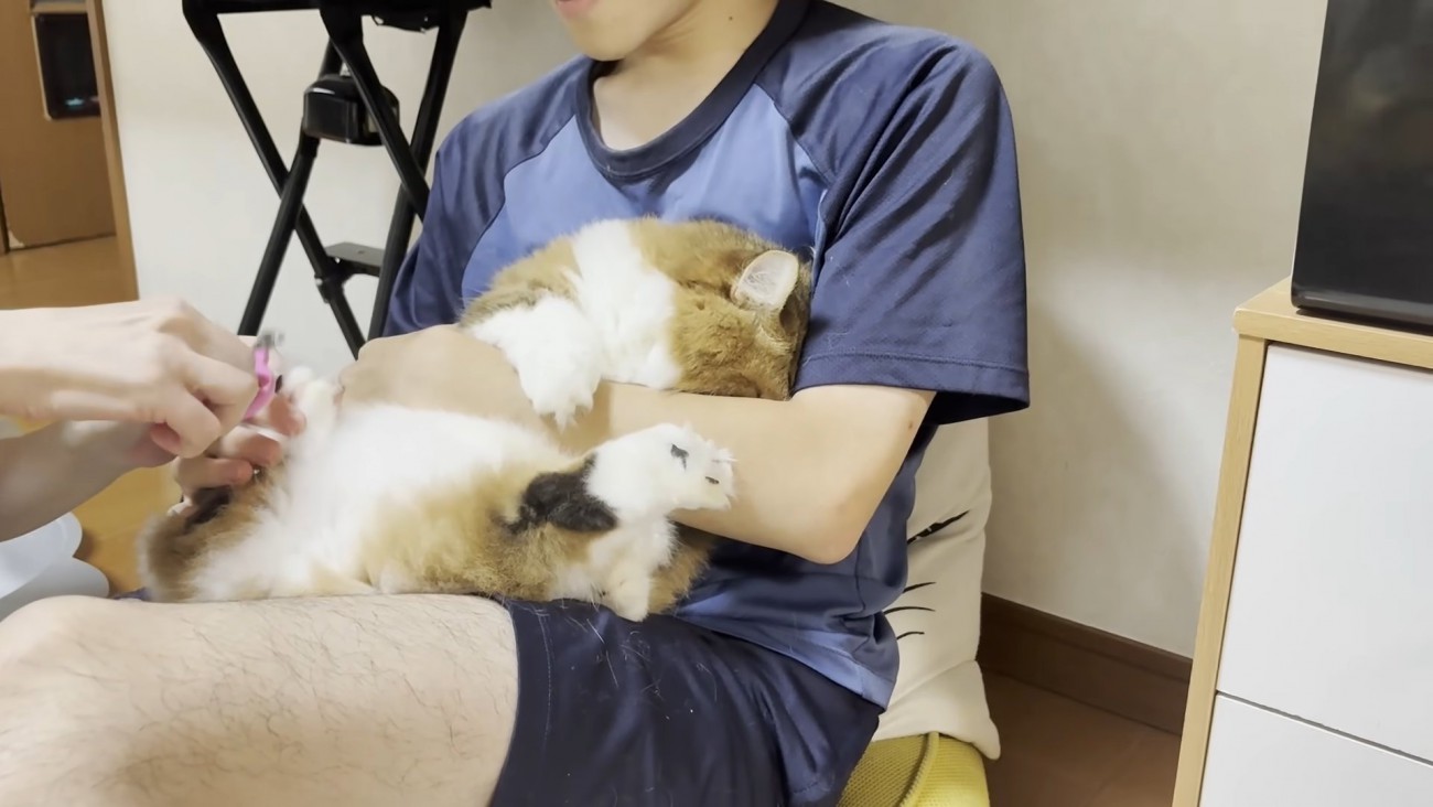 息子さんの左腕にお顔を伏せる長毛猫ちゃん