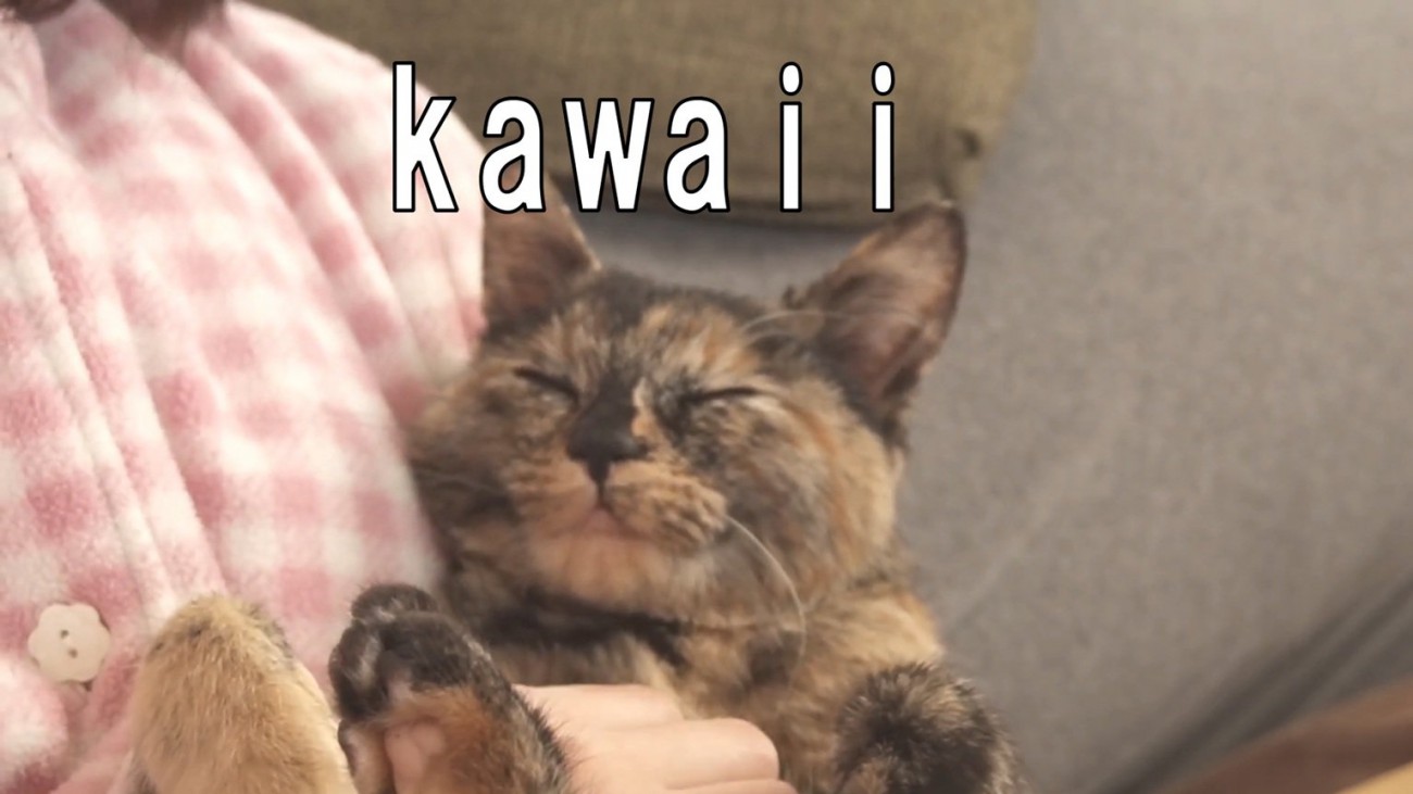 眠る猫