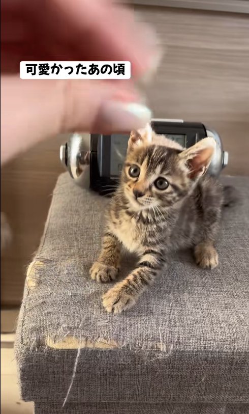 スツールの上で伏せて保護主に指を見ている子猫