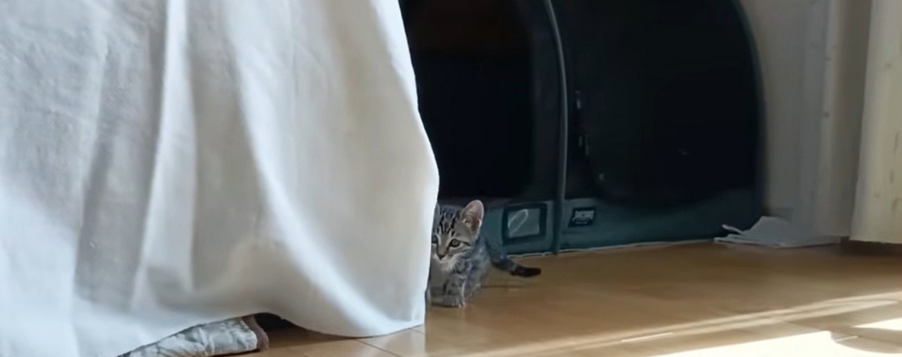 物陰に隠れている子猫