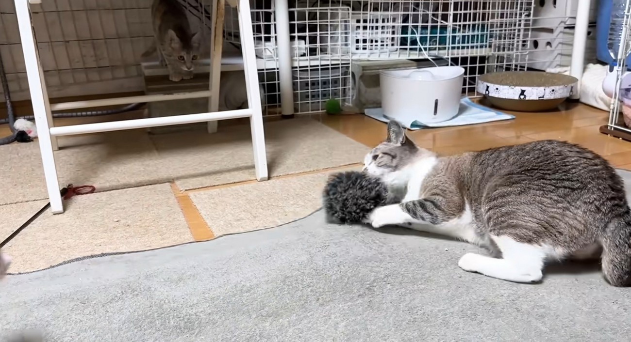 おもちゃで遊ぶ成猫と奥から見つめる子猫