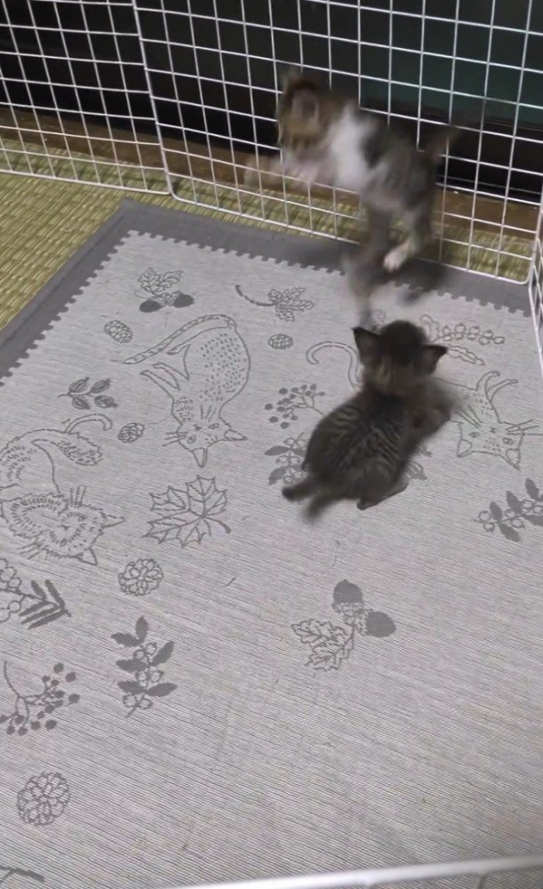 飛び上がる猫