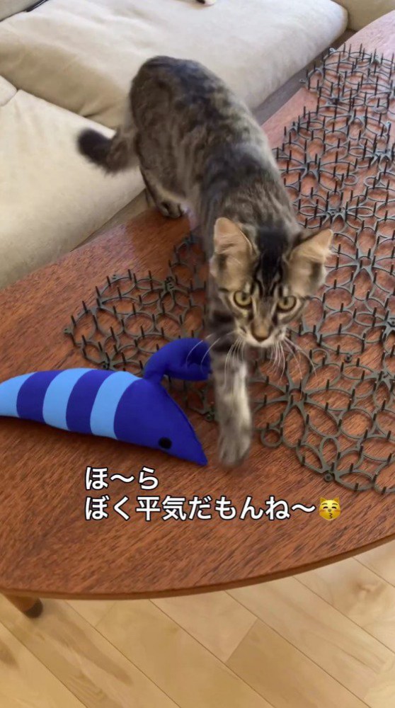 猫よけマットの上を歩きながら、飼い主を見つめる猫