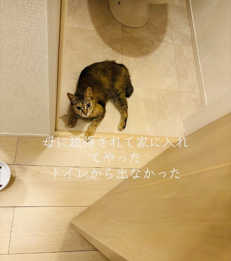 トイレの中に引き籠るキジトラ猫