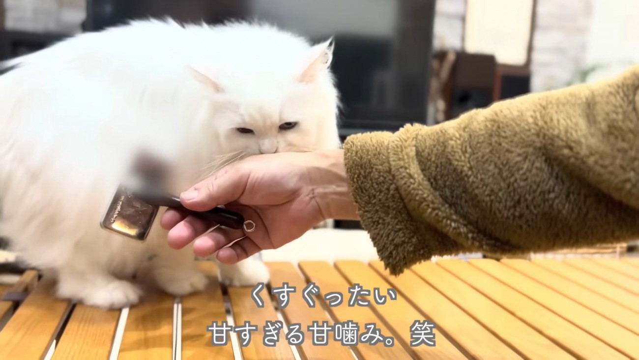 甘噛みするシロちゃん