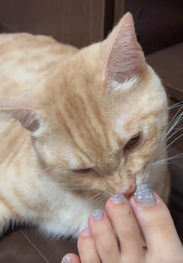 足の匂いを嗅ぐ猫