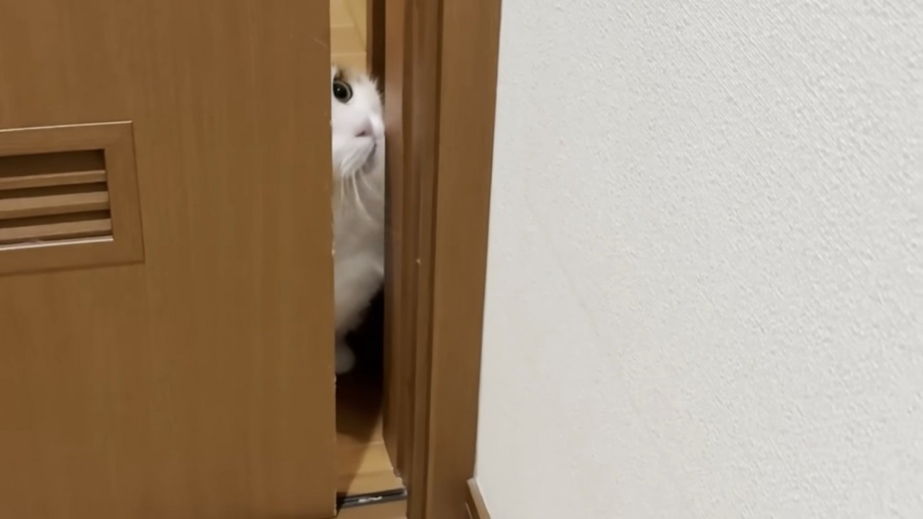 考える猫
