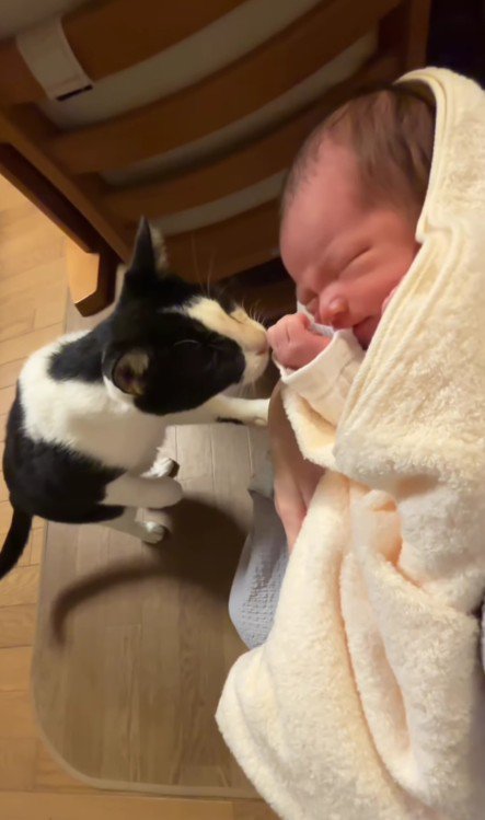 赤ちゃんに近づく猫