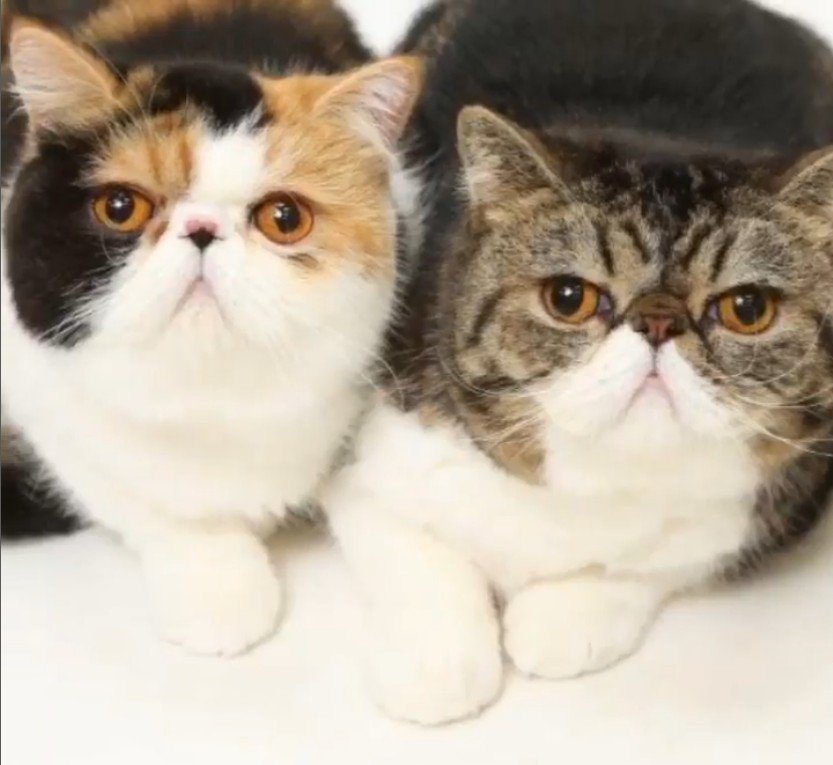 横に並んでいる猫