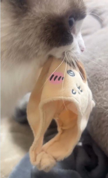 おもちゃを咥えている猫