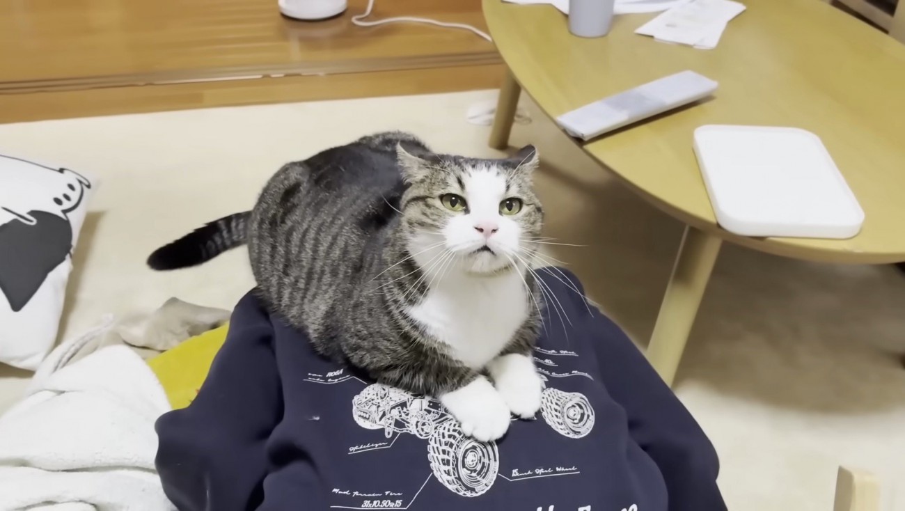 満足そうな顔のおでこちゃん