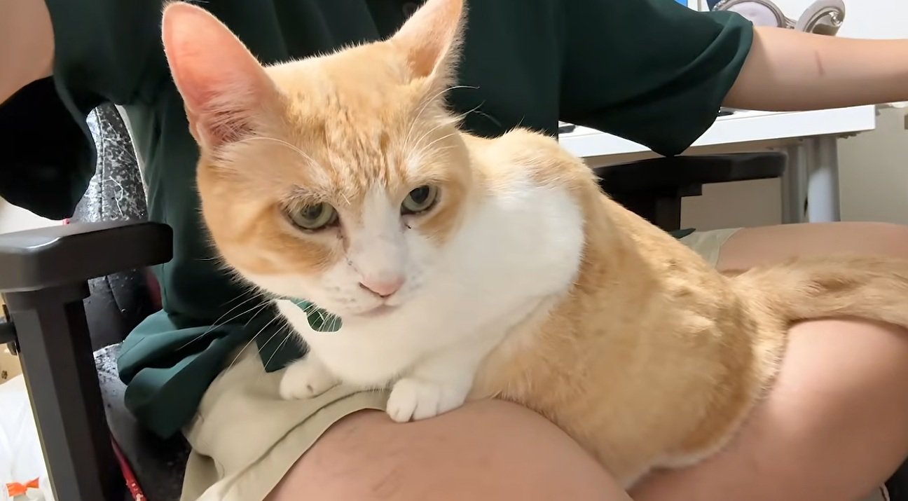 膝の上に乗っている猫