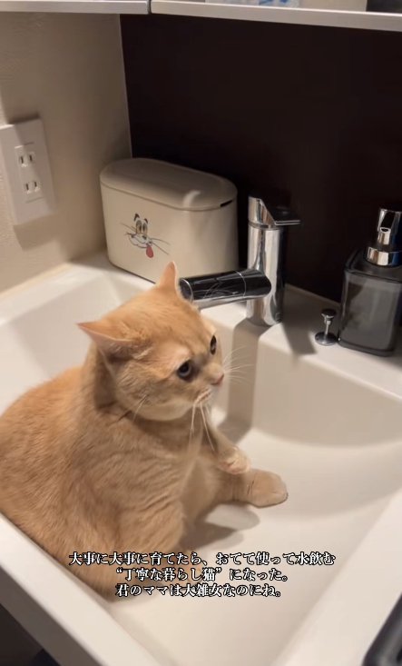 洗面ボウルの中で画面右側をみている猫