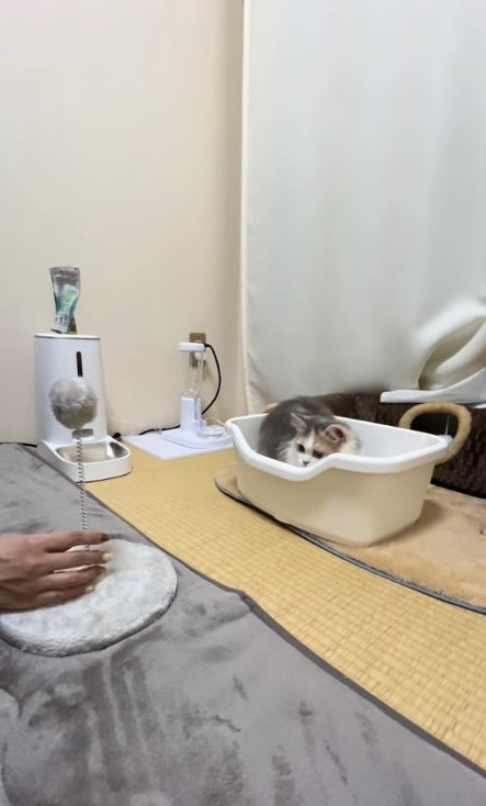 自立型猫じゃらしの前にあるトイレに身をひそめる子猫