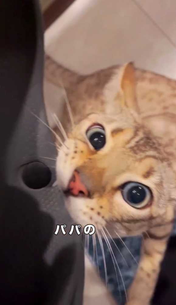 サンダルに噛みつく猫2