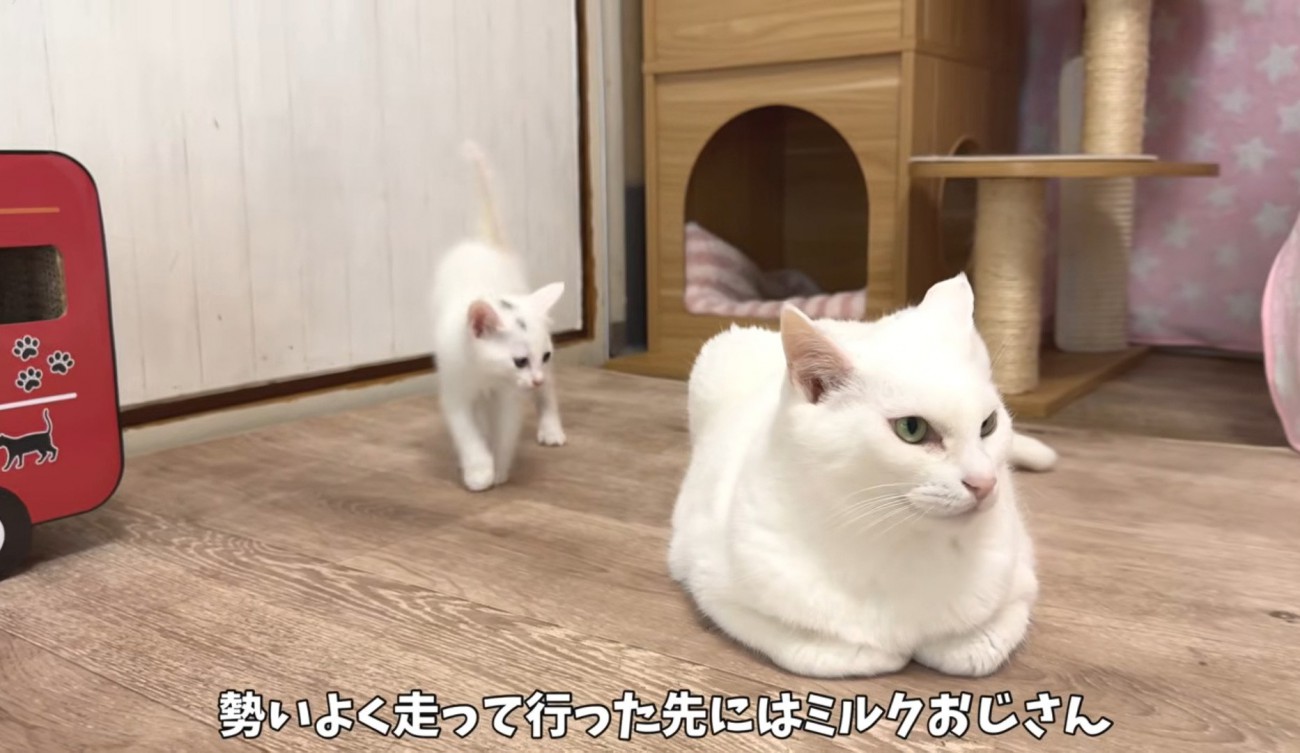 並んでいる成猫と子猫