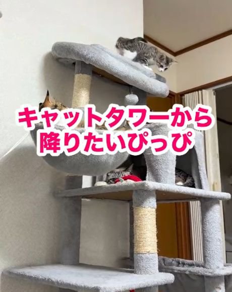 キャットタワー最上段から下をのぞく子猫