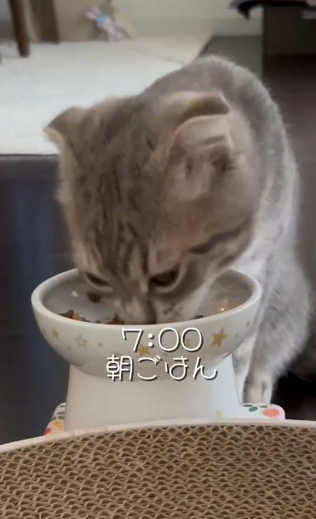 朝ごはんを食べる猫