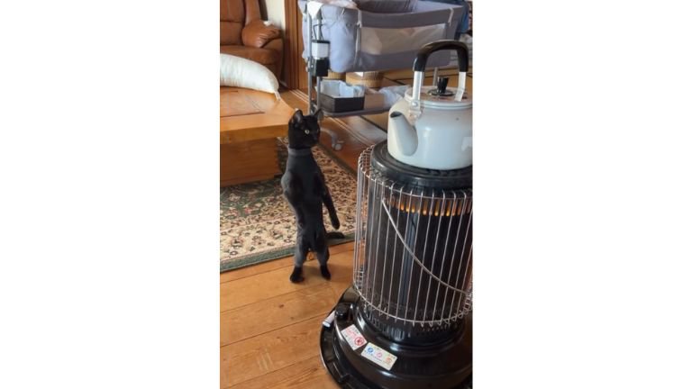 ストーブの前にいる猫