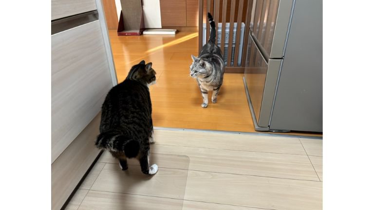 キッチンにいる猫たち