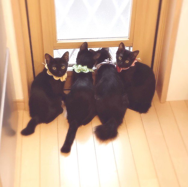 窓辺で寄り添う4匹の黒猫の子猫