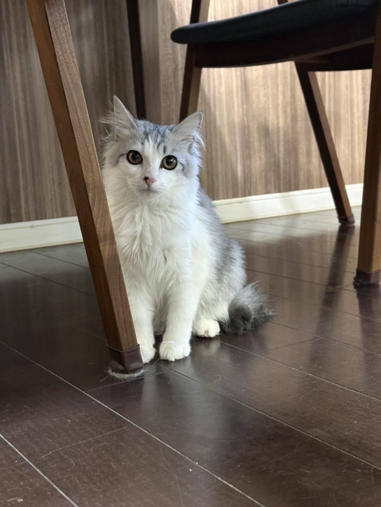 おすわりする長毛の猫