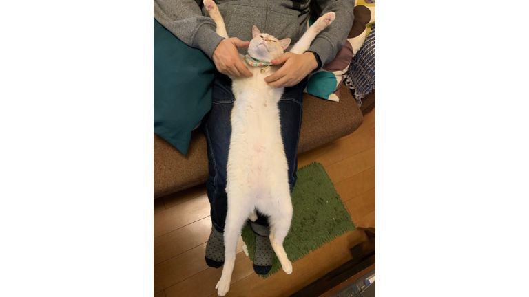 持ち上げられている猫