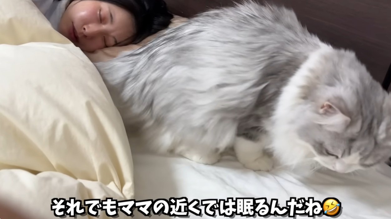 枕元に座っている猫