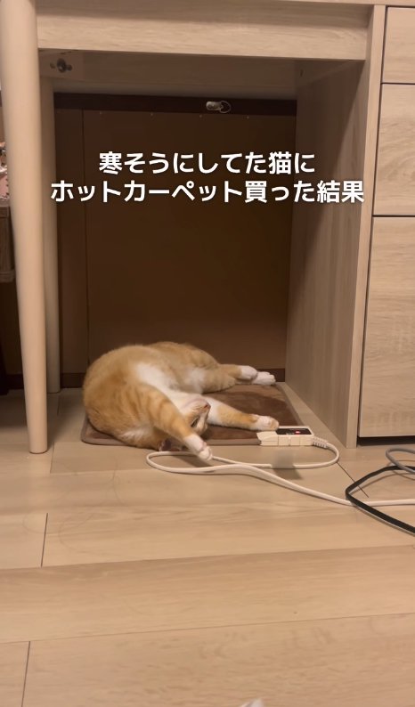 ホットカーペットの上で寝転がる猫（引き）