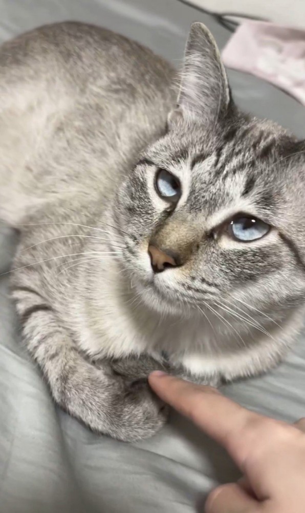 見上げる猫と飼い主の指