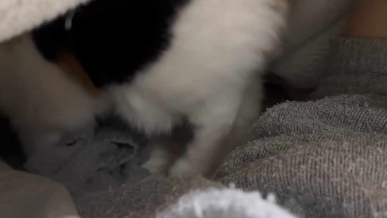 布団へ入るミケ