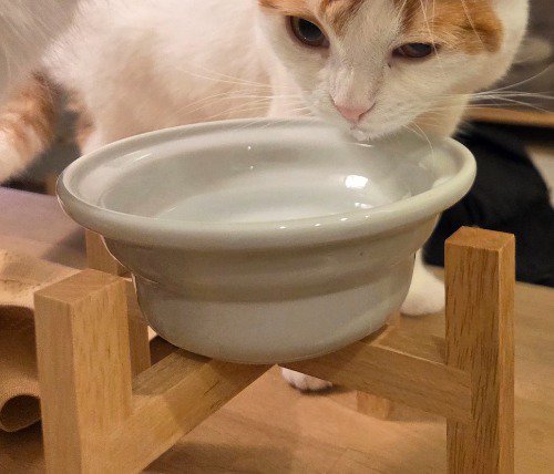 皿の水を飲む茶白猫