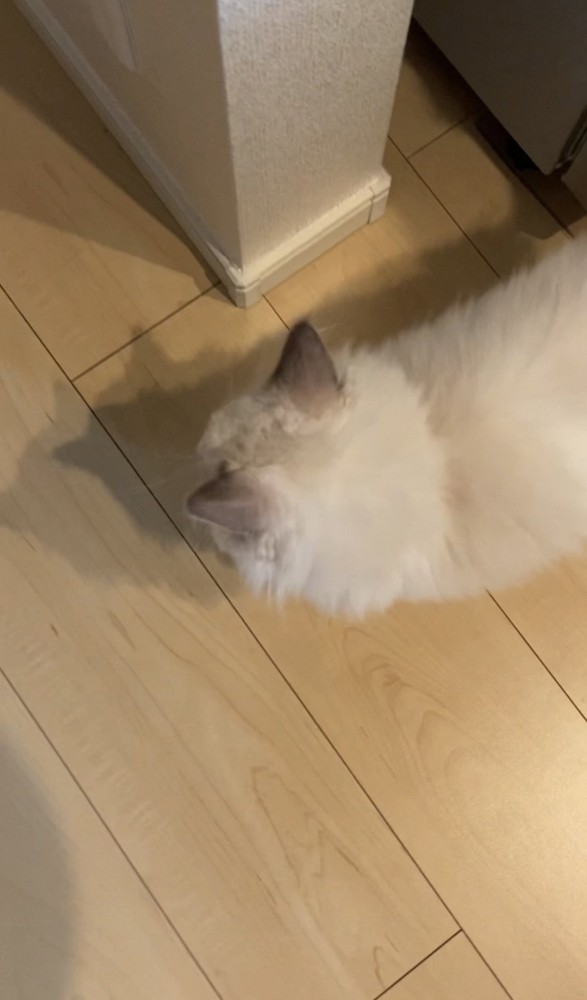 飼い主さんの足元にいる猫さん