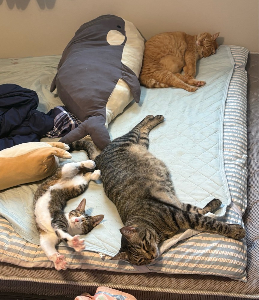ベッドで寝る3匹の猫