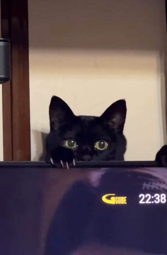 ジッと見つめる猫