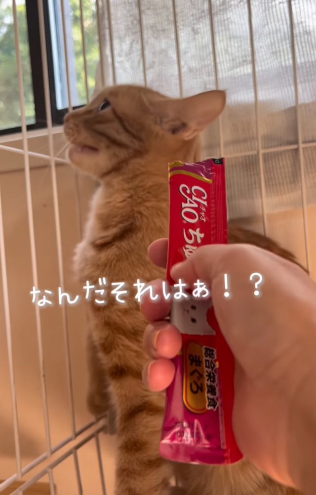 顔を背ける猫