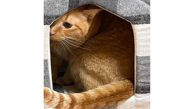 ねこベッドと猫