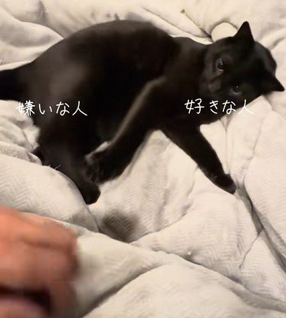 人の手を叩き落とす猫