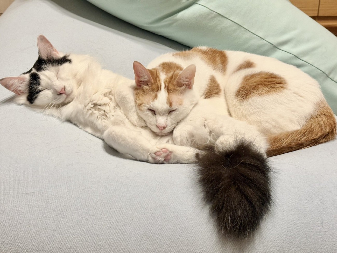 へそ天している猫のお腹に頭を乗せて寝る猫