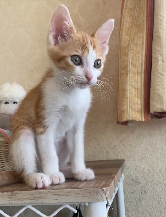 向こうを見つめる猫